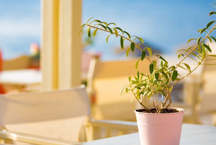 a beachside cafe with a plant on the table