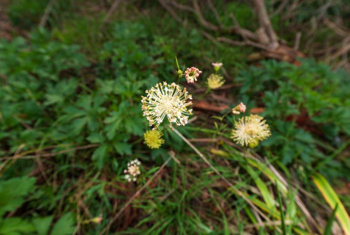 a yellow flower in a grassy area