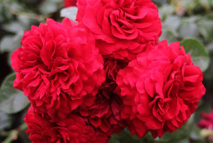 Red flowers