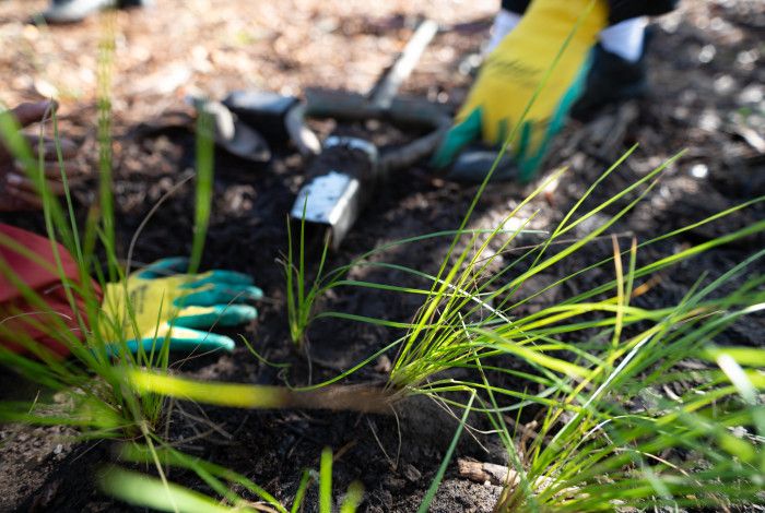 childrens hands planting seedlings