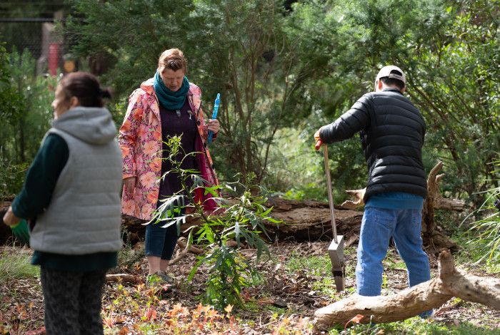 people planting shrubs