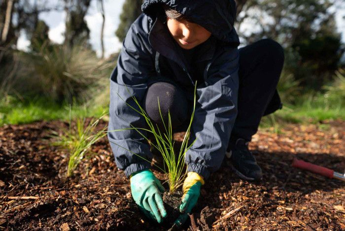 Child planting a tree