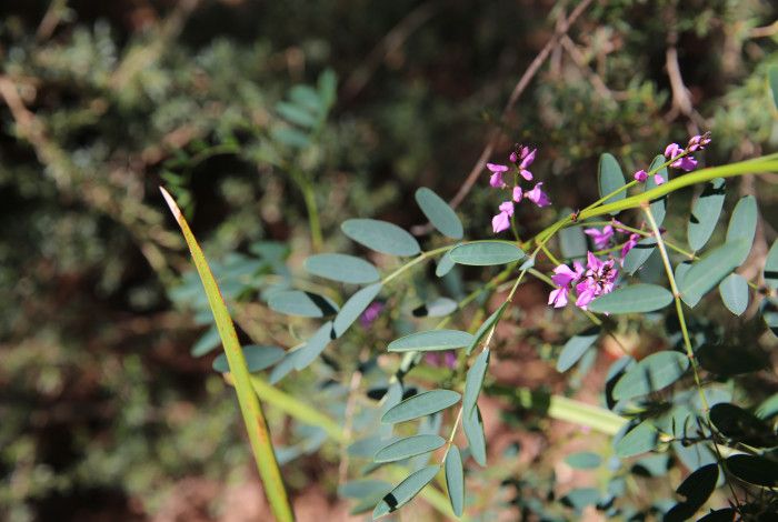 a green plant with purple flowers at Alex Wilkie Reserve