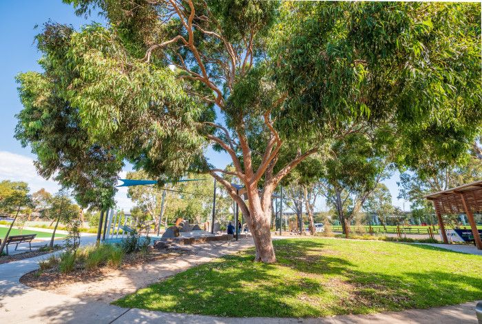 A big tree in a local park