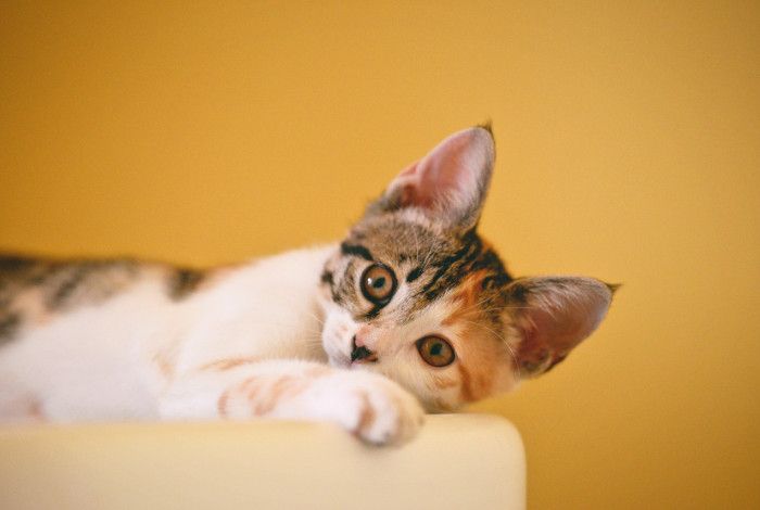 Cat reclining indoors