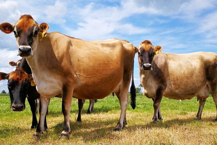 cows