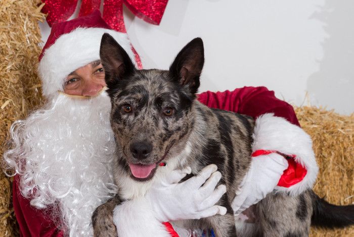 Santa with a dog