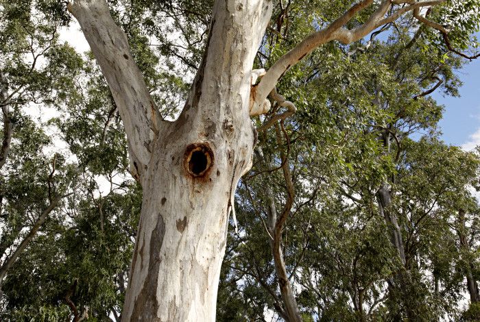 An image of a gum tree in Hemmings Reserve