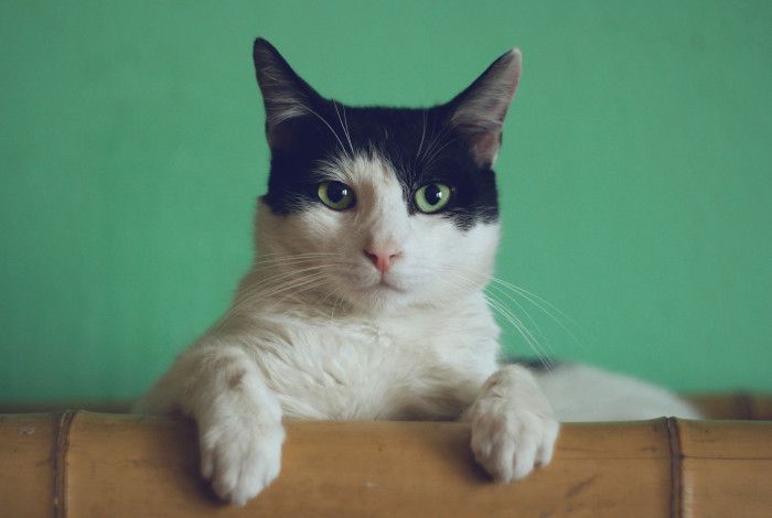 Black and white cat leaning over the back of a couch