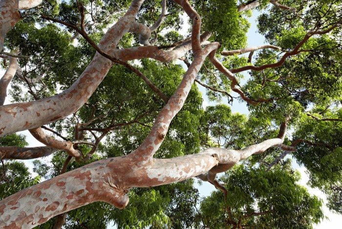 An upclose images of a gum tree canopy 