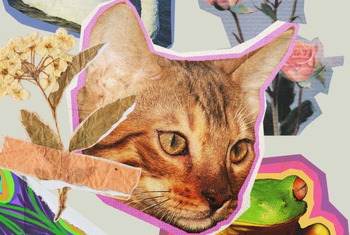 Collage of flowers and animals