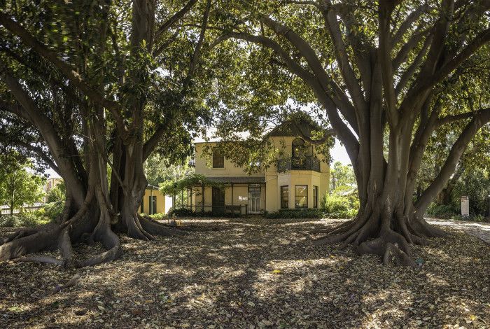 Two Morton Bay Fig trees with a historic house in between them.
