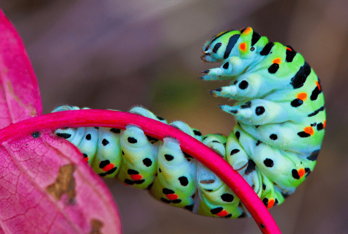A colourful caterpillar
