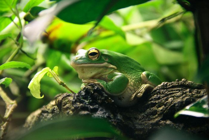 Green Tree Frog sitting on a tree.