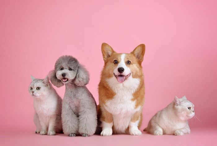 Two dogs and two cats sitting