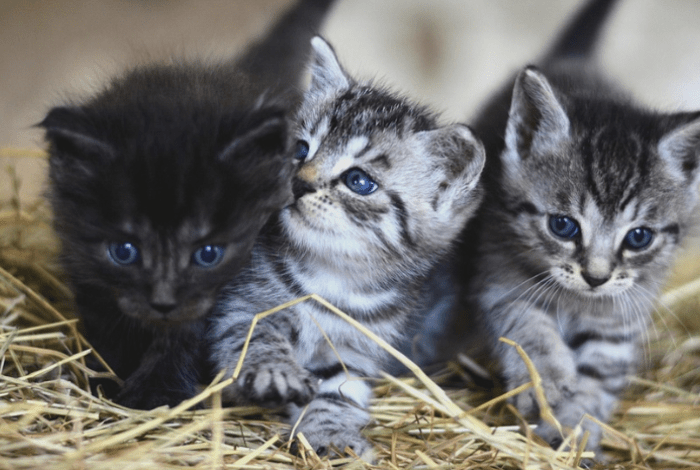 Three kittens lying in hay