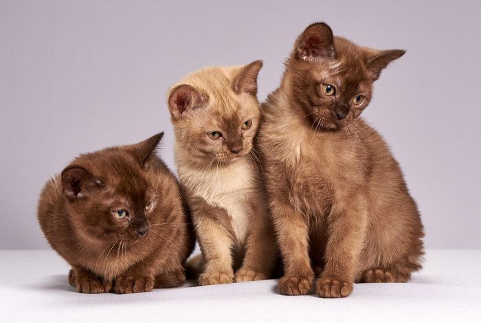 Three cats