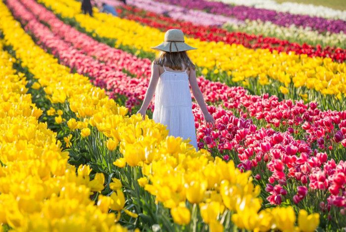 Field of Tulips with a lady walking in between the rows 