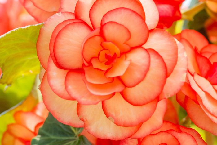 Orange begonia flower
