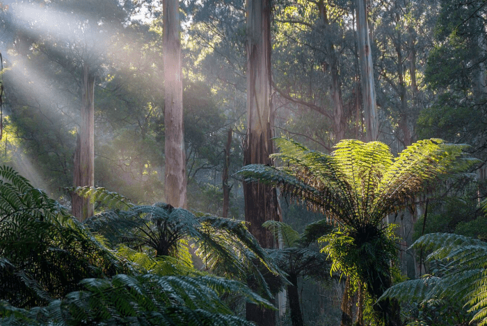 A rainforest with large ferns and sunlight. 