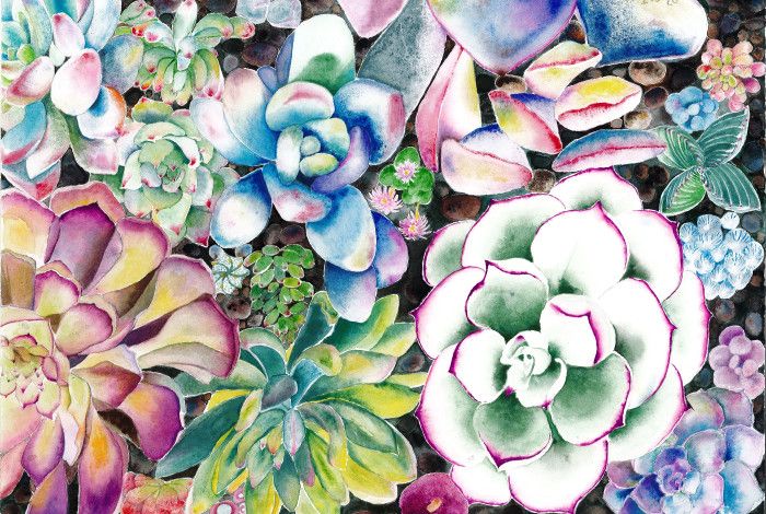 Watercolour painting of several succulents.