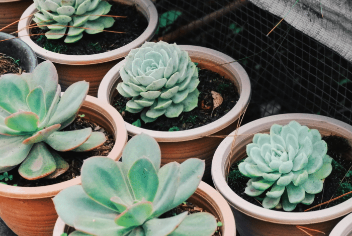 Various types of succulents planted in small pots for propagation.