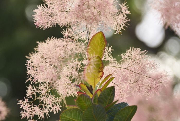 A garden with flowers