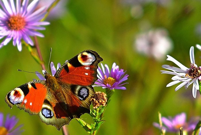 A butterfly on a flower