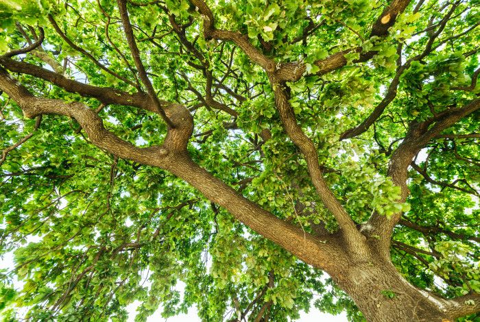 tree