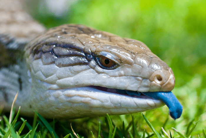A blue-tongued skink resting on green grass.