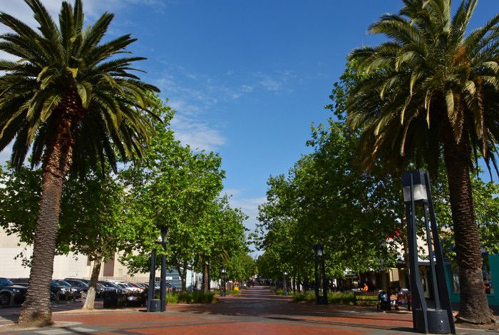 Palm trees in Palm Plaza