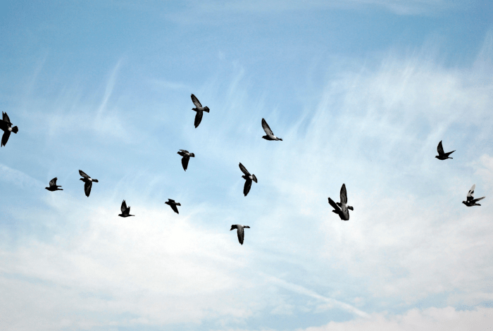 Birds