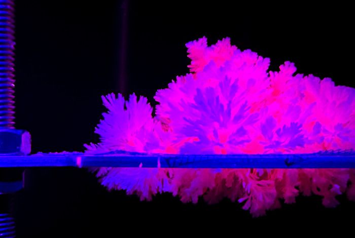 Coral growing