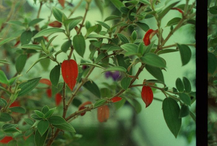 Red and green leaves