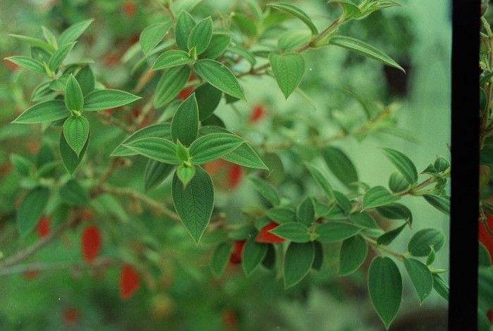 Red and green leaves on a tree
