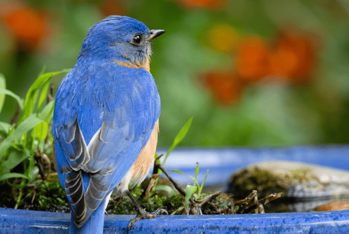 A bluebird on the edge of a blue water feature. 