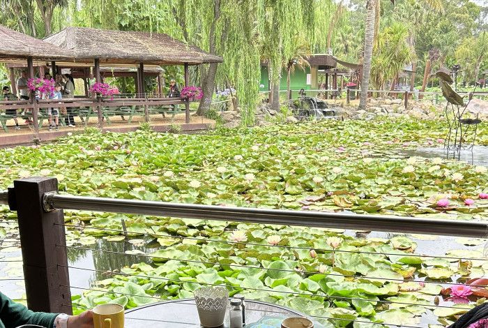 A pond with water lilies