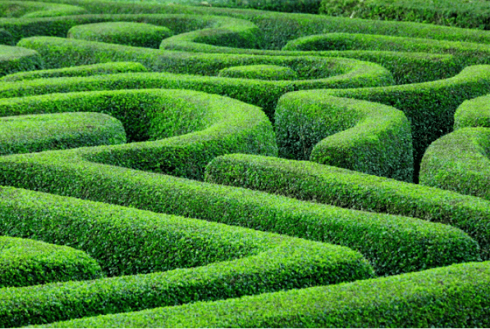 Maze of hedges