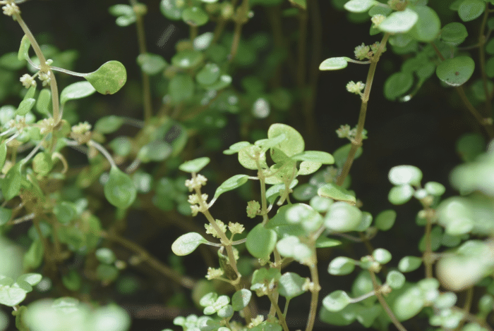 A number of small, green plants growing close together against a dark background.