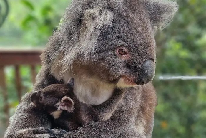 Koalas