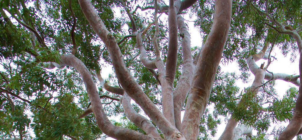 tree branches