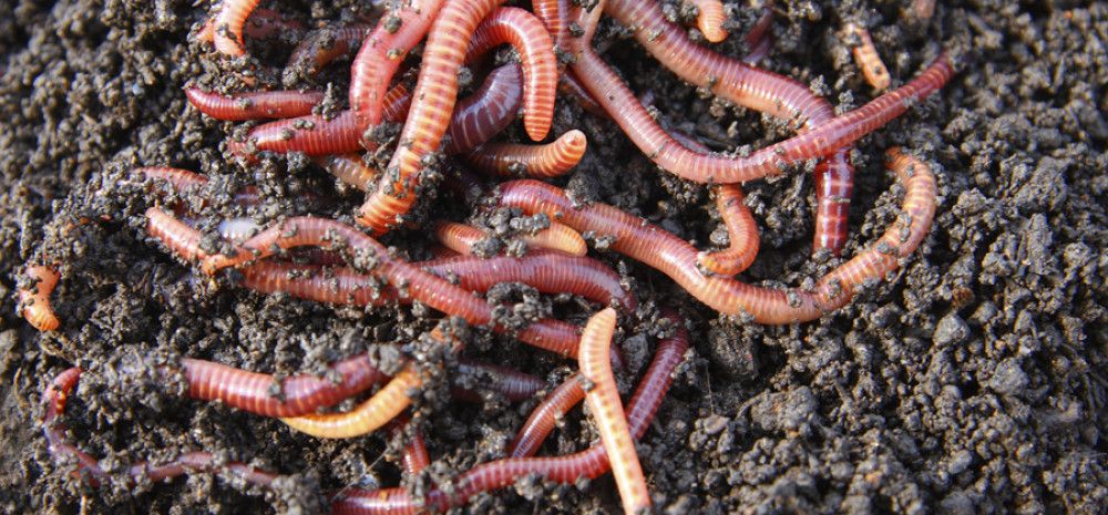 Lots of worms