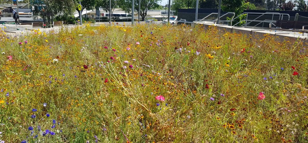 Wildflowers