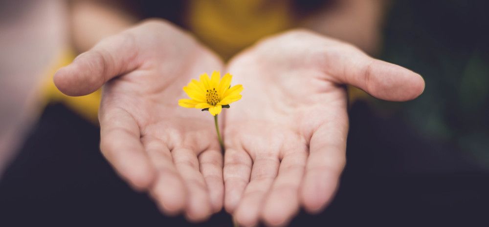 Someone's hands holding a flower in between