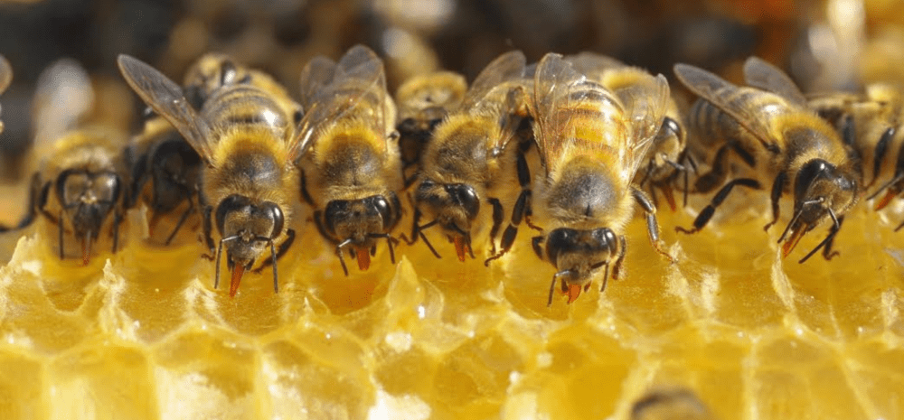 Bees and honey comb