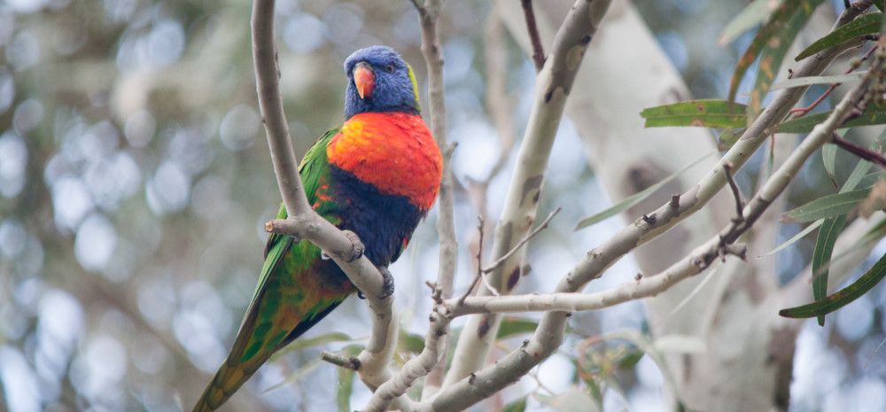 bird in tree