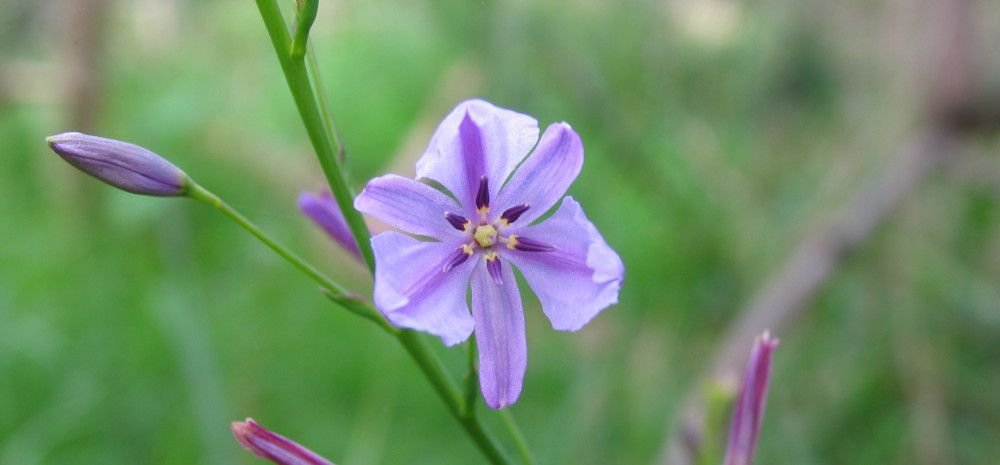 purple flower