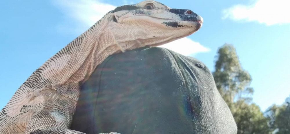 Lizard