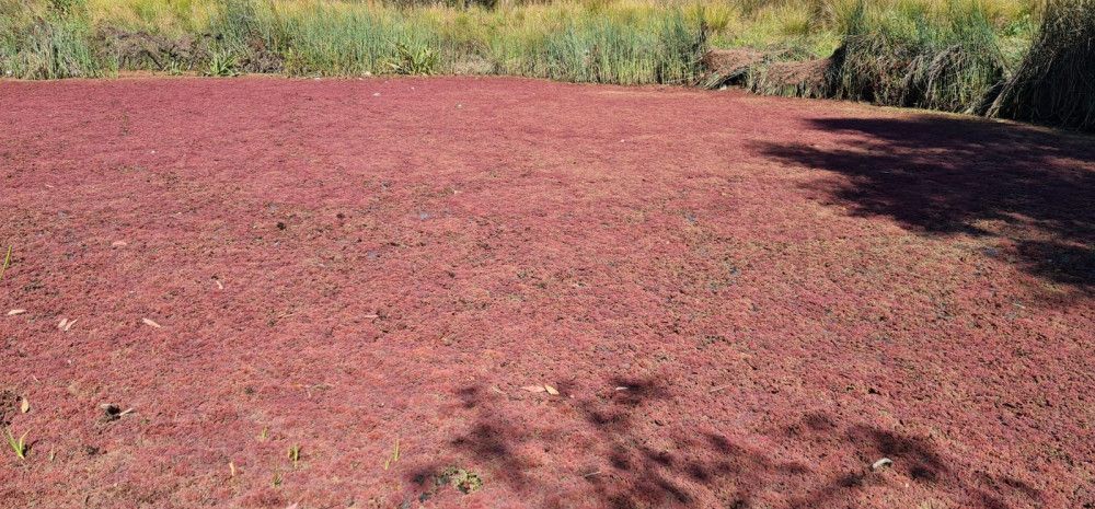 azolla