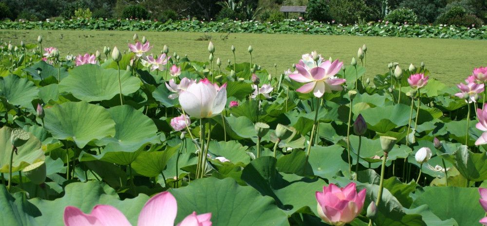 Blue Lotus Water Garden